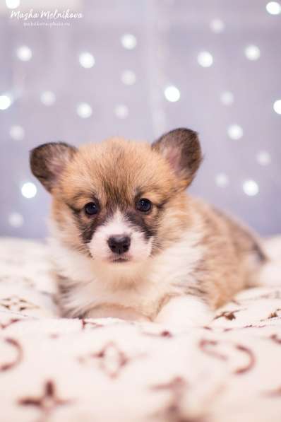 Вельш корги пемброк в Краснодаре фото 10