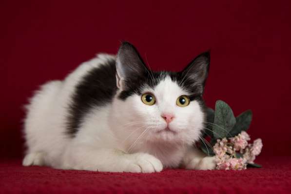 Ищет дом котенок турецкого вана Маня в Москве фото 5