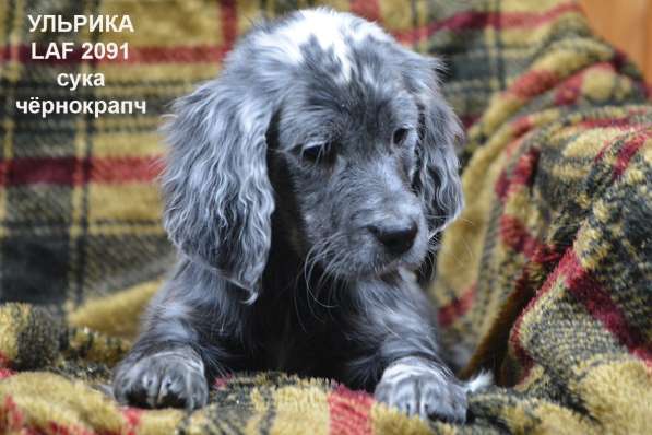 Английский сеттер щенки из элитного питомника в Москве фото 71