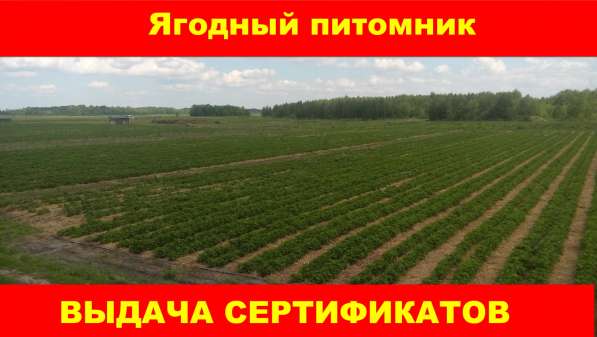 Продам саженцы клубники в фото 9