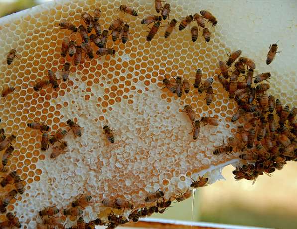 Пчелопакеты кавказской породы пчел. Весна 2017г