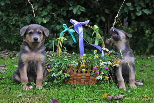 Очаровательные крошки-щенки Леся и Туся в добрые руки