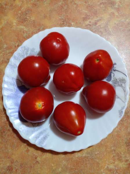 Семена урожайных томатов в Барнауле фото 10