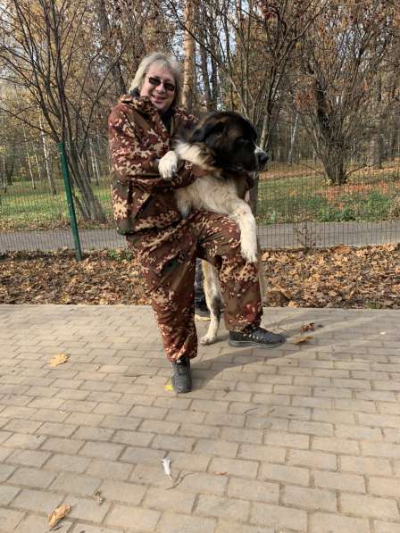 КИНОЛОГ: профессиональная дрессировка собак в Москве