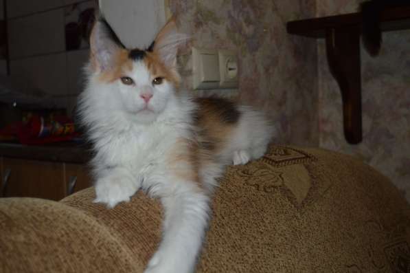 Питомник придлагает котят Мейн-кун в фото 7