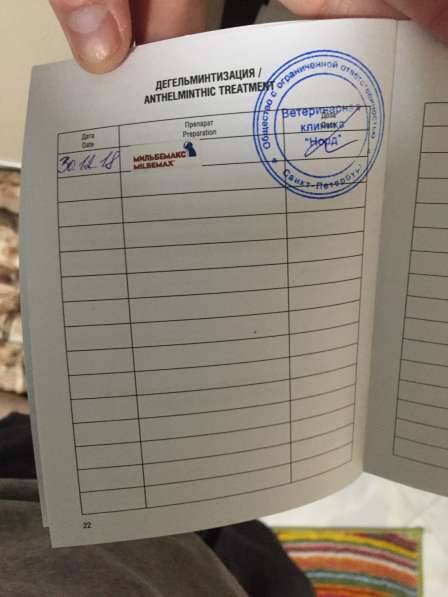 Щенок Пинчер в Севастополе фото 4