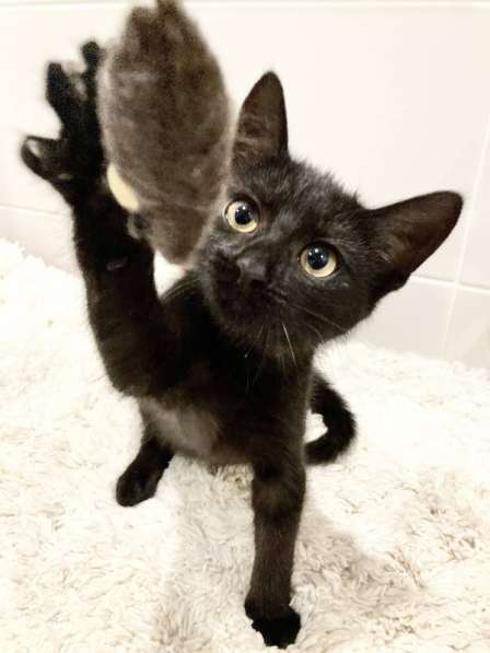 Милые чёрные котята в добрые руки в Москве фото 15