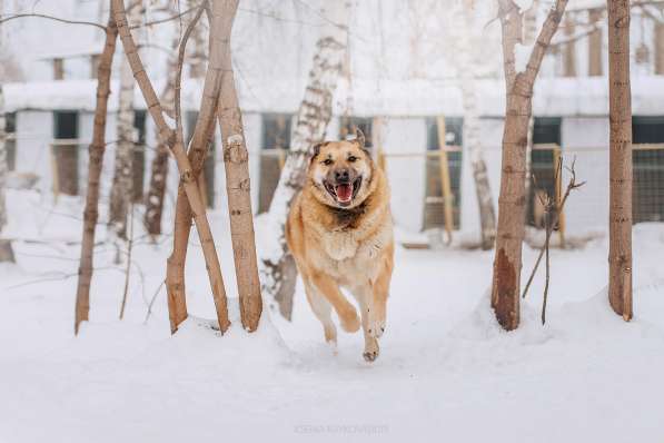 Кохинор ищет семью в Москве фото 43