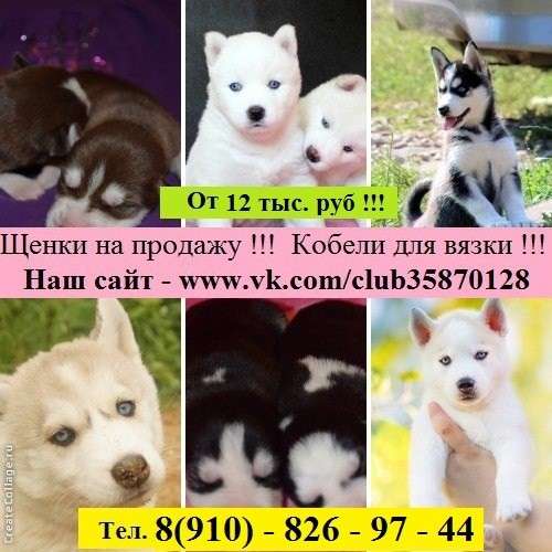 Щеночки хасски. и кобели хаски для вязки в Ростове