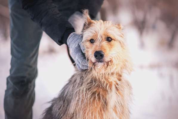 Трогательный Чарлик ищет дом в Москве фото 13