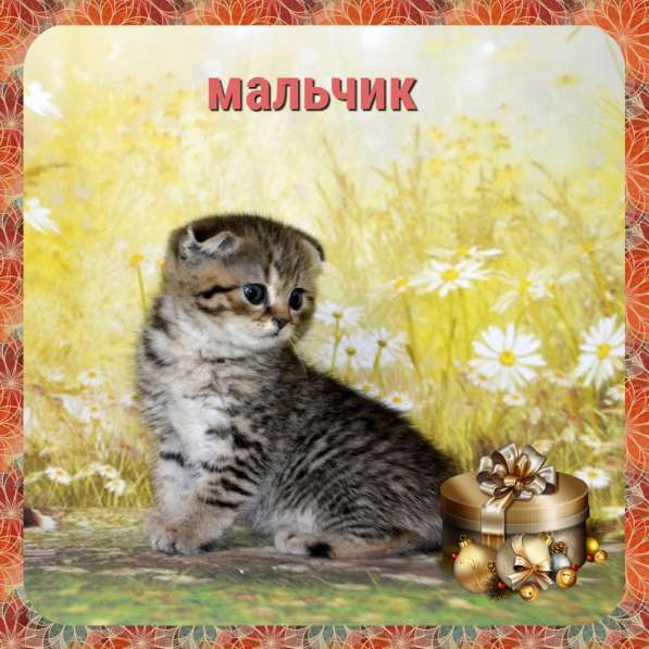 Шотландская в Москве фото 4