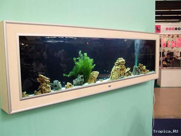 Куплю за СИМВОЛИЧЕСКУЮ цену настенный аквариум в Санкт-Петербурге фото 5