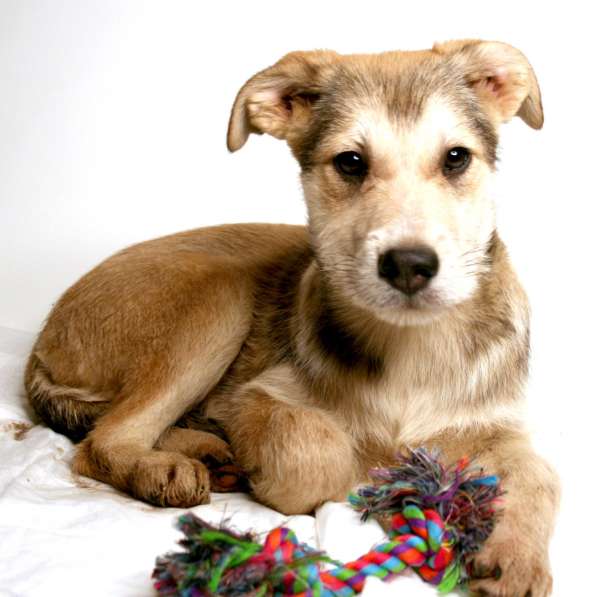 Малыши ищут семью: собачки в дар в Химках