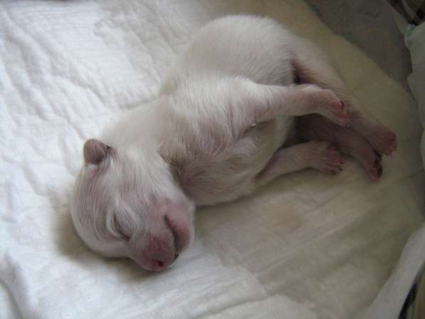 Лисята в Ростове-на-Дону фото 42