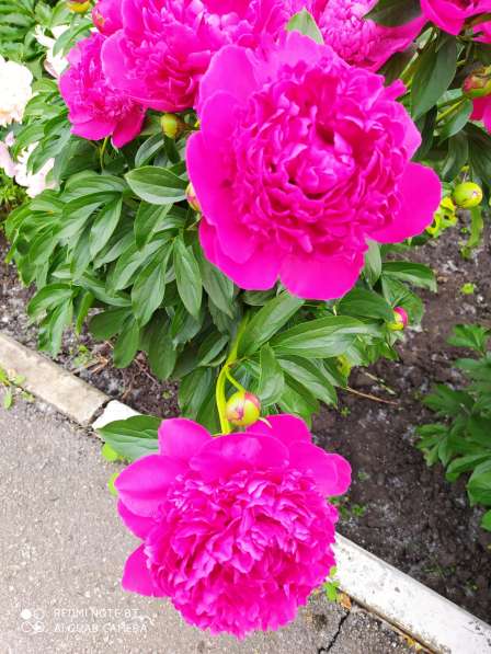 Меняем двушку на две отдельные квартиры в Узловой фото 7