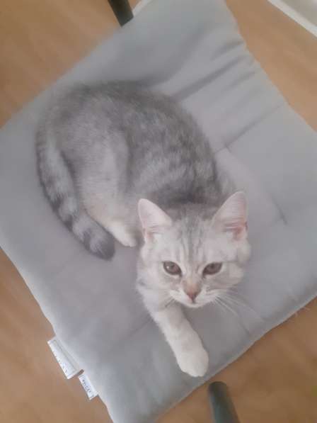 Британские котята в фото 16