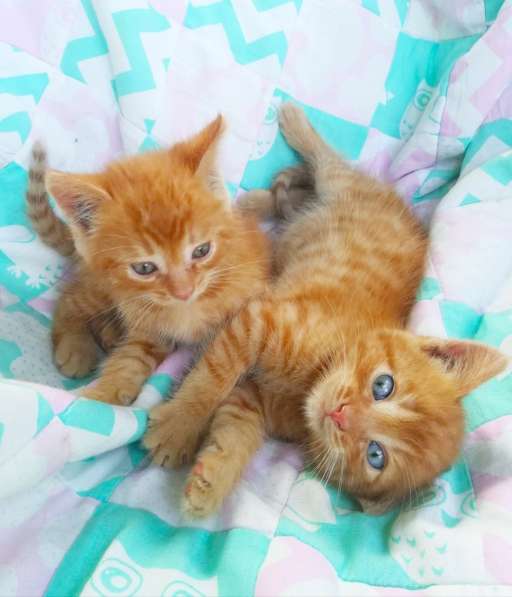 Шикарные рыжики котята в поисках дома в Обнинске