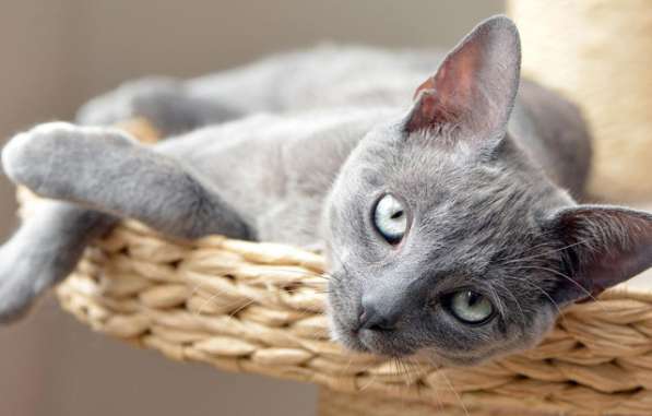 Милая трогательная кошечка Алиса ищет дом в Москве фото 11