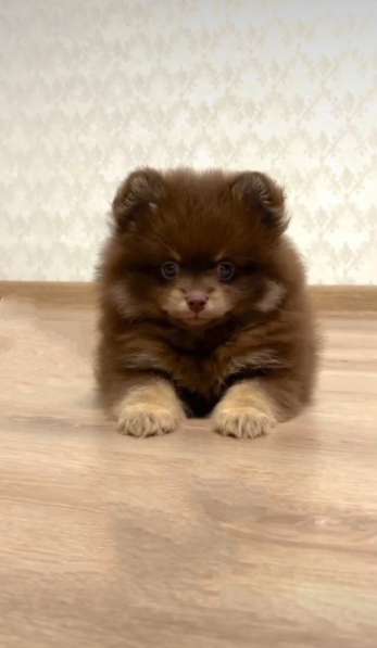 Pomeranian spitz. Choco tan в 