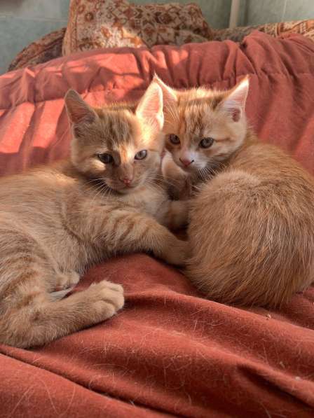 Котята и мама кошечка ищут любящих хозяев в Абинске фото 3