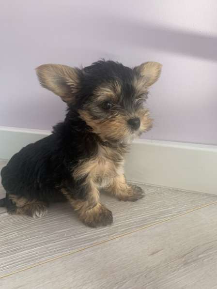 Йоркширский терьер в Москве