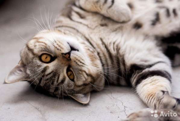 Малыши шотландики в Костроме фото 5