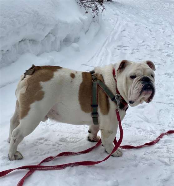 Английский бульдог Бароша ищет семью в Москве фото 5