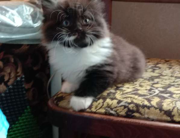 У нас дресс - коТ. Только черно-белое в Краснодаре