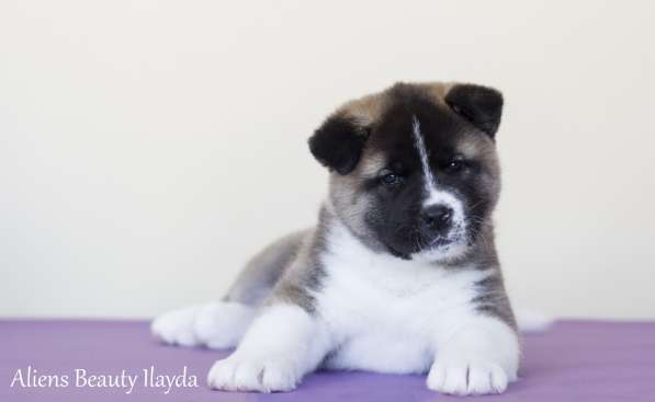 Щенки Американской акиты в Санкт-Петербурге фото 41