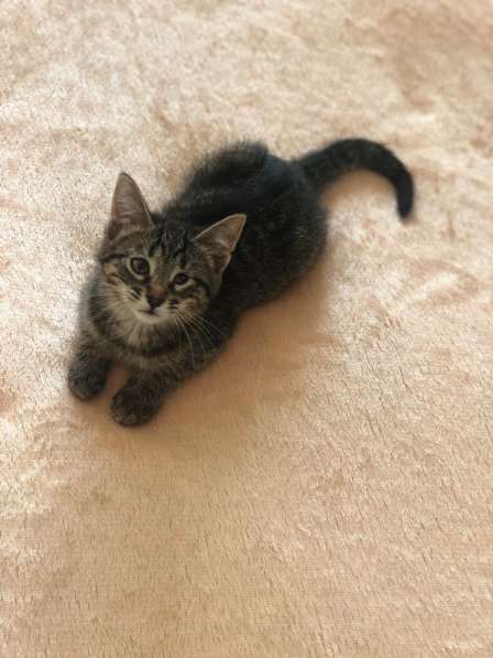 Мурлыка-котенок с дефектом глазика очень ищет дом в Санкт-Петербурге фото 45