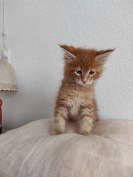 Meincoon мейн кун котята в фото 23