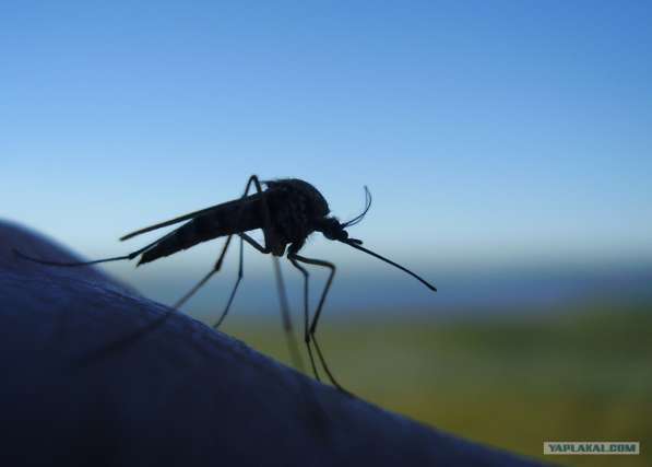 Уничтожение комаров клещей кротов Солнечногорск