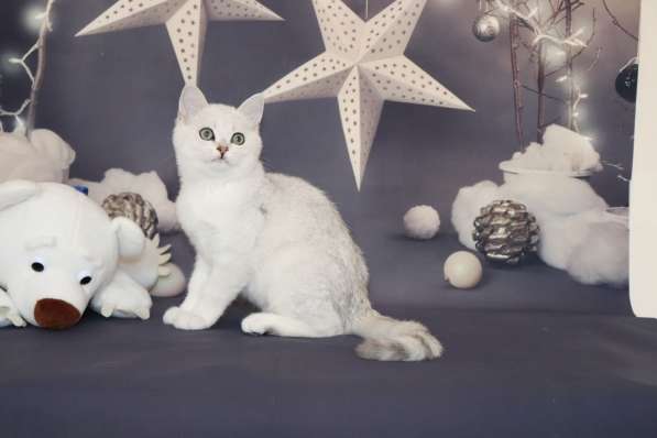 Шотландские котята в Москве фото 4