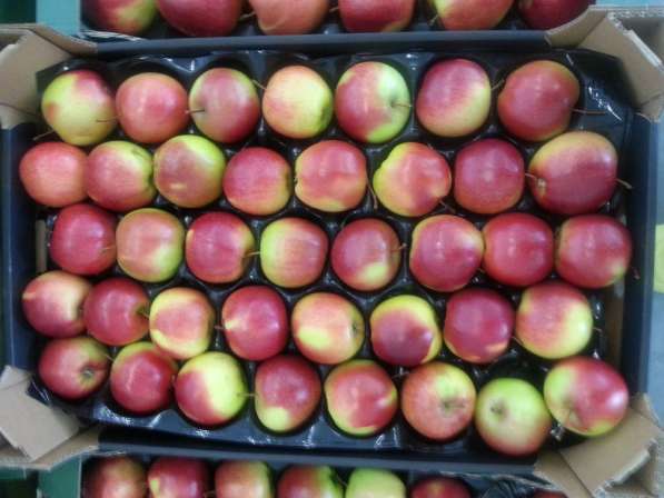 Гринполь-поставки свежих фруктов, овощей, грибов, орехов в Москве фото 7