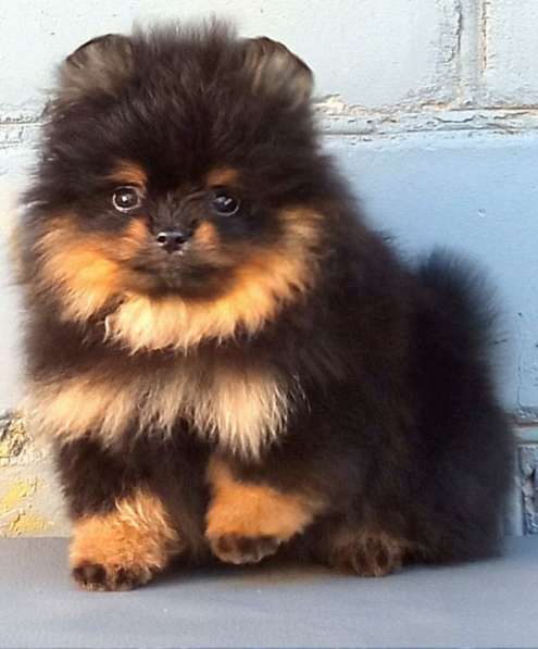 Померанский шпиц. Black tan