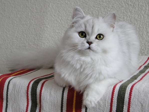 Добрый, нежный, ласковы, пушистый шотландский котик в Уфе фото 3