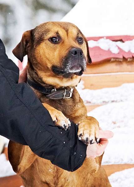 Замечательная во всех отношениях, домашняя собака Ева в дар в Москве фото 7