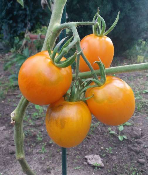 Продам семена томатов в фото 3