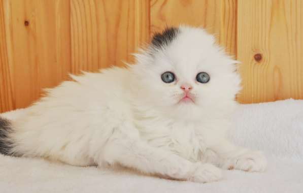 Шотландские висоухие котята из питомника в Екатеринбурге фото 10