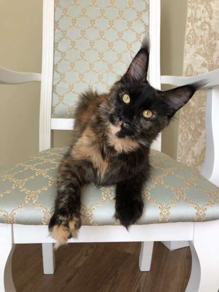 Солидная черепаха мейнкун в Аксае фото 11