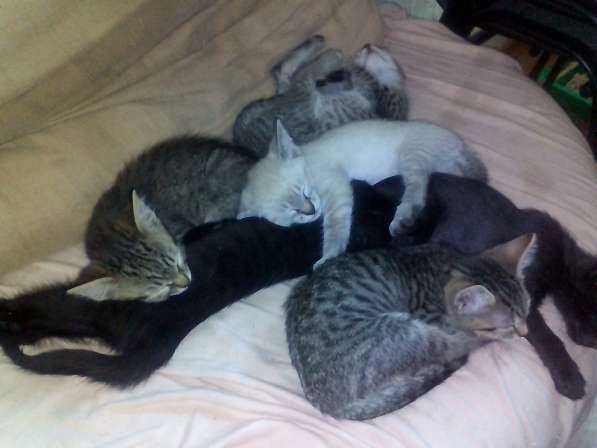 Кельт (восточно-европейская короткошерстная) - продам в фото 4