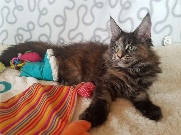 Взрослые девочки из питомника, возможно в совладение в Екатеринбурге фото 39