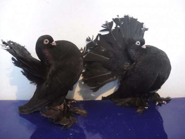 Продам голубей порода Ростовские Статные в фото 9