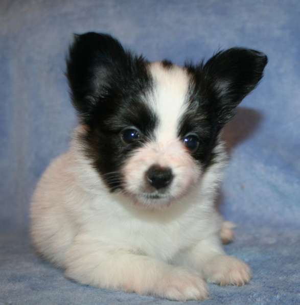 Щенки папильона в Самаре в Самаре фото 10