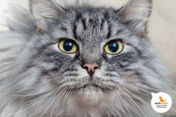 Котик Капитан в Москве фото 3