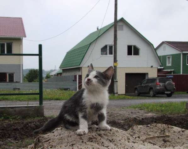Котята в добрые руки в Томске фото 18
