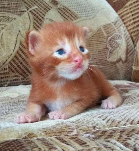 Котята Мейн Кун из питомника в Тольятти фото 8