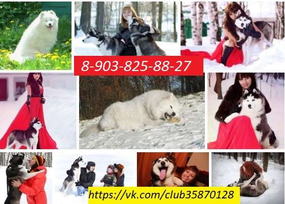 Щеночки Хаски Черно-белые. голубоглазые и разноглазые) в Пскове