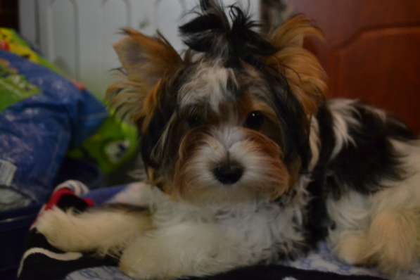 Щенок Бивера девочка в Тольятти фото 5