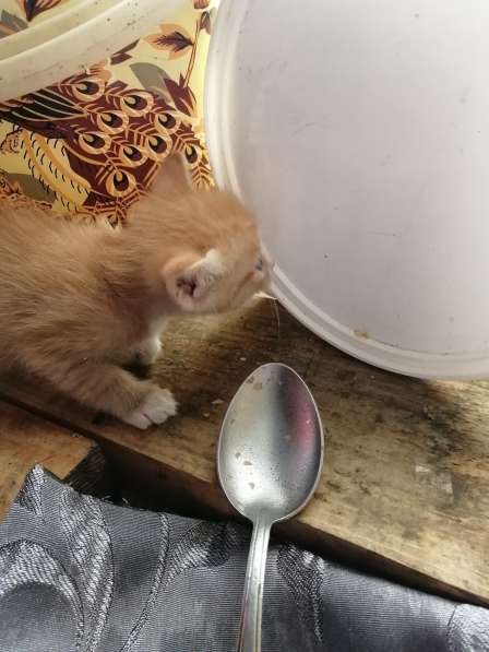Котёнок в Красноярске фото 3